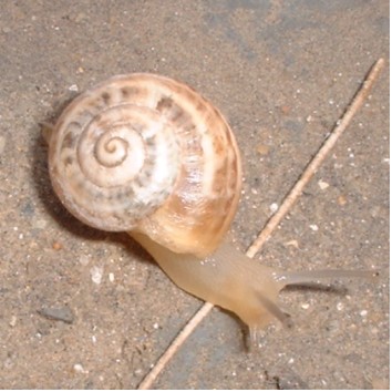 Snails, they don't move too fast, that's why I was able to take her picture. I think she did not mind.